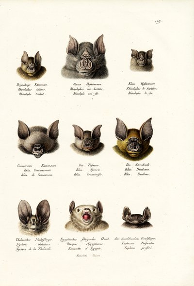 Different Kinds Of Bats, 1824 by Karl Joseph Brodtmann